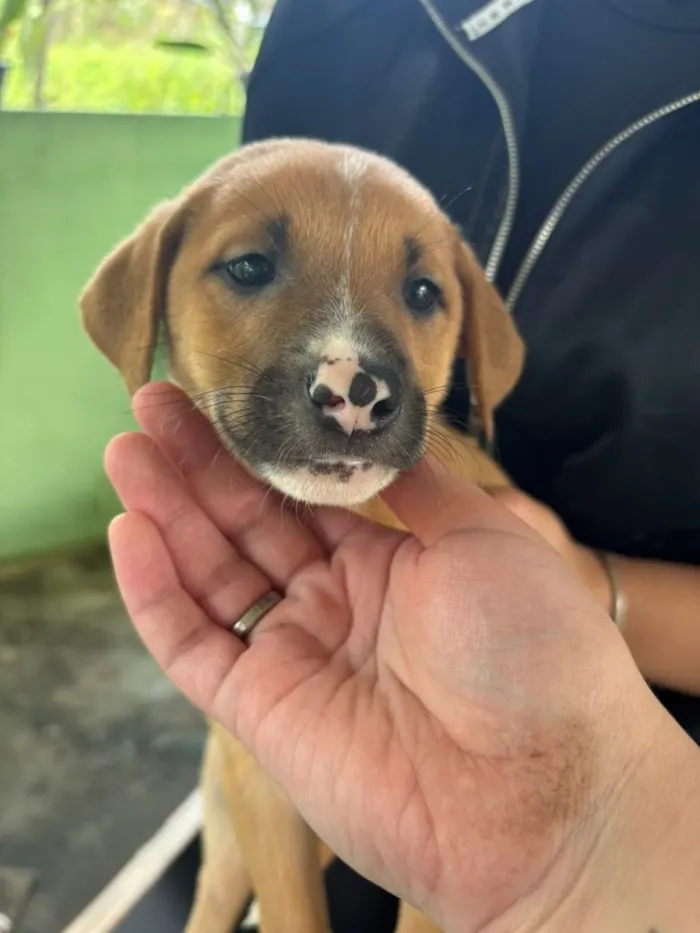 Cachorro raça SRD-ViraLata idade 2 a 6 meses nome Falar com Cristiane - Whats 15 99132-7141