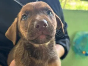 Cachorro raça SRD-ViraLata idade 2 a 6 meses nome Falar com Cristiane - Whats 15 99132-7141