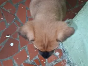 Cachorro raça SRD-ViraLata idade Abaixo de 2 meses nome Falar com Vera - Whats 11 92147-4800