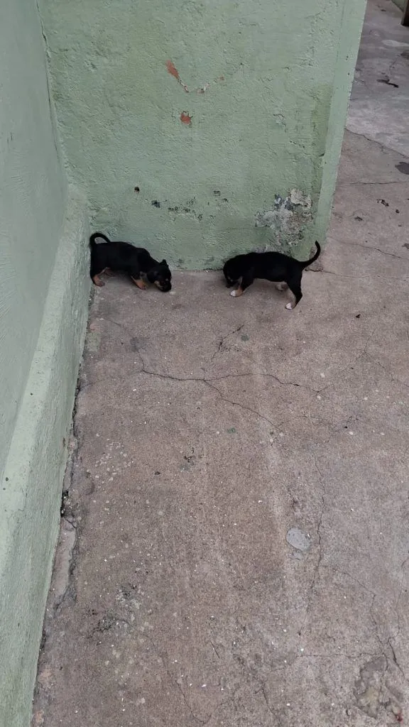 Cachorro raça SRD-ViraLata idade Abaixo de 2 meses nome Falar com Vera - Whats 11 92147-4800