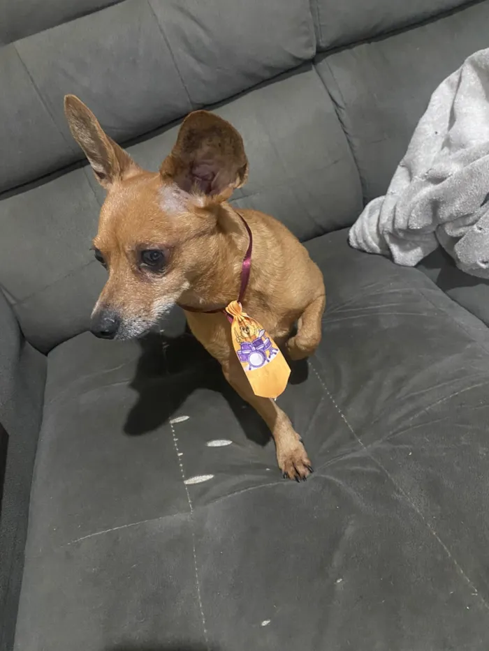 Cachorro raça SRD-ViraLata idade 2 anos nome Falar com Michele - Whats 11 98432-4532
