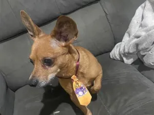 Cachorro raça SRD-ViraLata idade 2 anos nome Falar com Michele - Whats 11 98432-4532