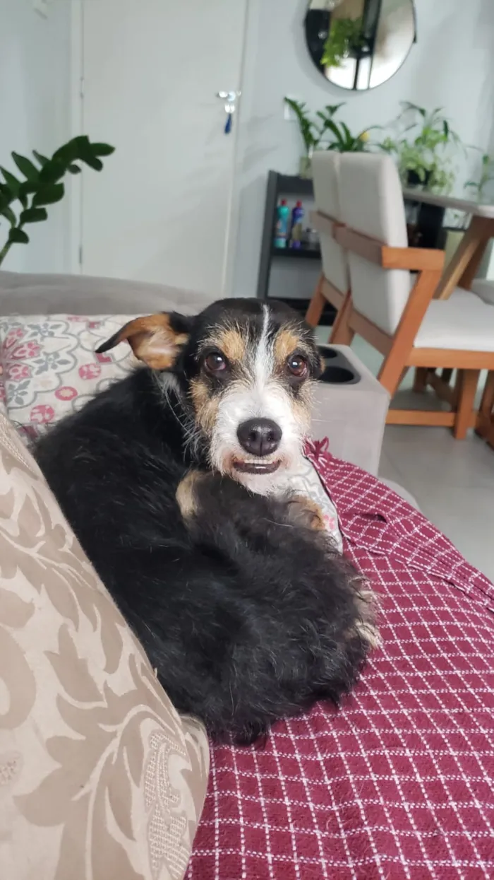 Cachorro raça SRD-ViraLata idade 3 anos nome Falar com Viviane - Whats 11 98995-3965