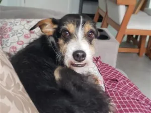 Cachorro raça SRD-ViraLata idade 3 anos nome Falar com Viviane - Whats 11 98995-3965