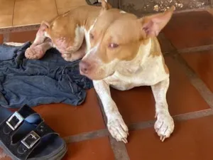Cachorro raça SRD-ViraLata idade 1 ano nome Falar com Morgana - Whats 43 9618-4402
