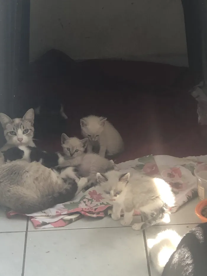 Gato raça SRD-ViraLata idade Abaixo de 2 meses nome Falar com Fernanda - Whats 11 93916-0424