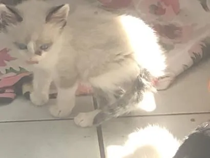 Gato raça SRD-ViraLata idade Abaixo de 2 meses nome Falar com Fernanda - Whats 11 93916-0424
