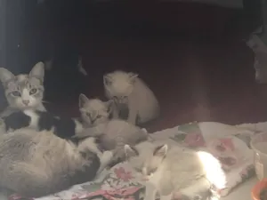 Gato raça SRD-ViraLata idade Abaixo de 2 meses nome Falar com Fernanda - Whats 11 93916-0424
