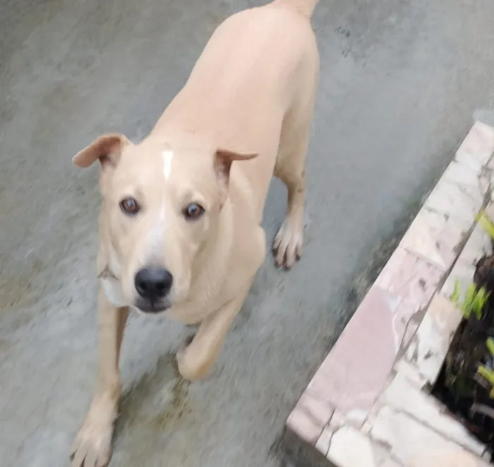 Cachorro raça SRD-ViraLata idade 1 ano nome Falar com Antonio - Whats 11 97267-8379