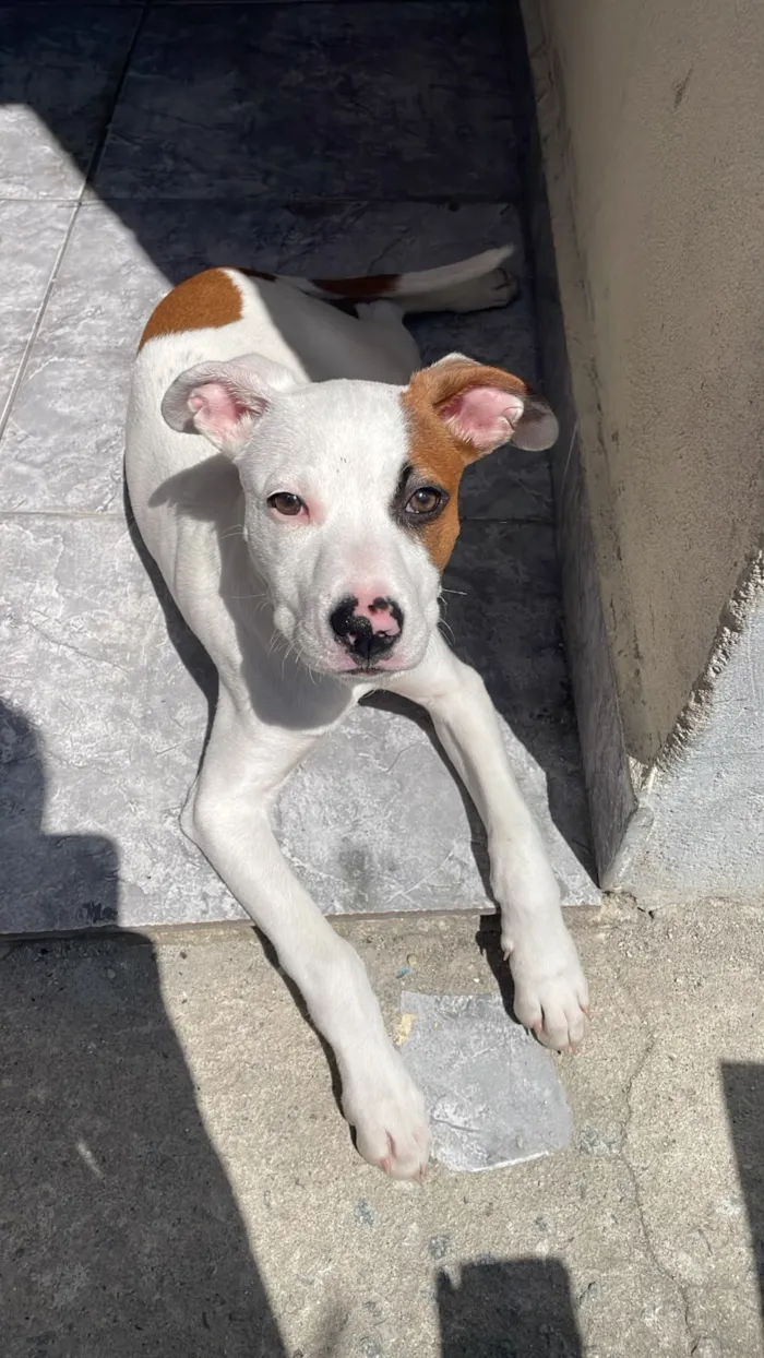 Cachorro raça SRD-ViraLata idade 2 a 6 meses nome Falar com Thiago - Whats 11 91512-2323