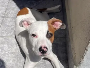 Cachorro raça SRD-ViraLata idade 2 a 6 meses nome Falar com Thiago - Whats 11 91512-2323
