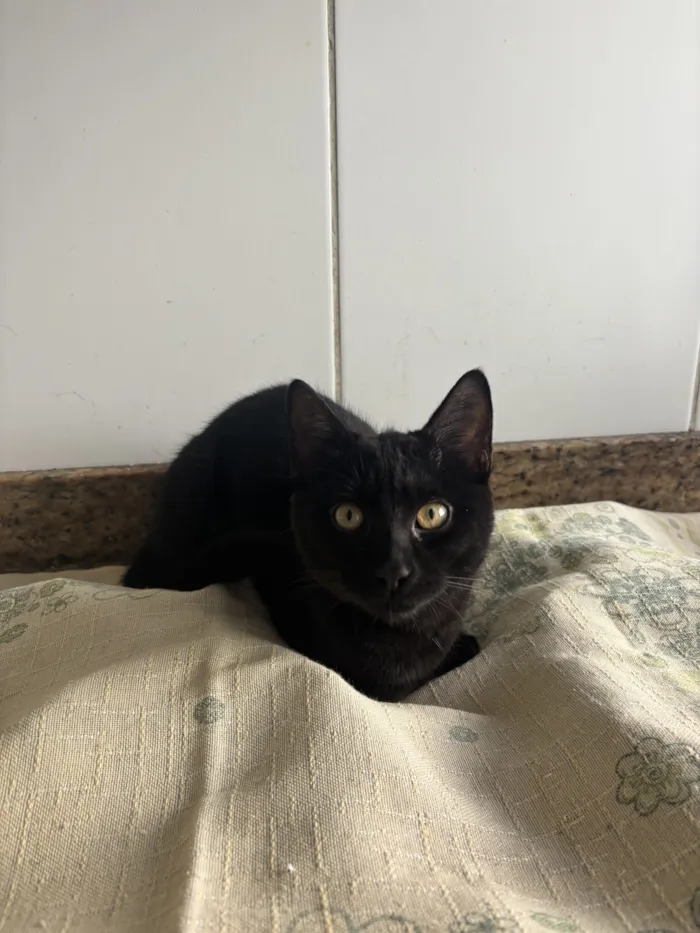 Gato raça SRD-ViraLata idade 2 a 6 meses nome Falar com José - Whats 11 95817-7683