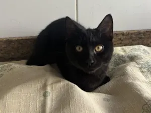 Gato raça SRD-ViraLata idade 2 a 6 meses nome Falar com José - Whats 11 95817-7683