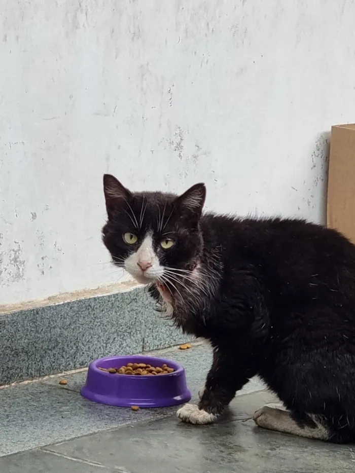 Gato raça SRD-ViraLata idade 2 a 6 meses nome Falar com Roseli - Whats 11 97548-9858