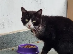 Gato raça SRD-ViraLata idade 2 a 6 meses nome Falar com Roseli - Whats 11 97548-9858
