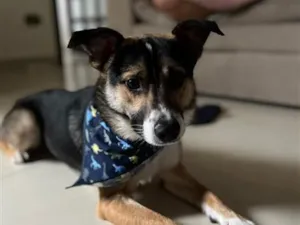 Cachorro raça SRD-ViraLata idade 1 ano nome Falar com Gabriel - Whats 11 98903-9693