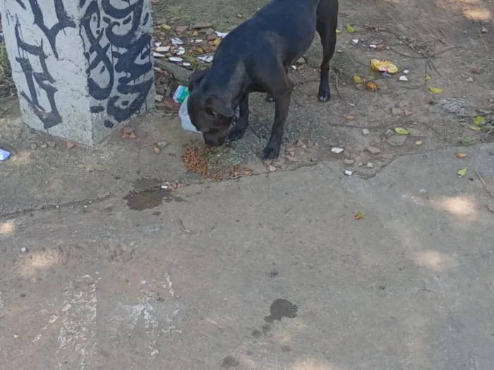 Cachorro raça SRD-ViraLata idade 3 anos nome Falar com Andson - Whats 11 98064-8306