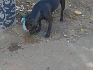 Cachorro raça SRD-ViraLata idade 3 anos nome Falar com Andson - Whats 11 98064-8306