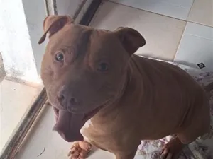 Cachorro raça SRD-ViraLata idade 6 ou mais anos nome Falar com Elizabeth - Whats 11 93468-8561
