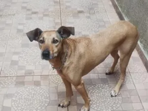 Cachorro raça SRD-ViraLata idade 2 anos nome Falar com Ailton - Whats 11 98466-6907