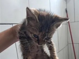 Gato raça SRD-ViraLata idade Abaixo de 2 meses nome Falar com Nathaly - Whats 12 99758-8864