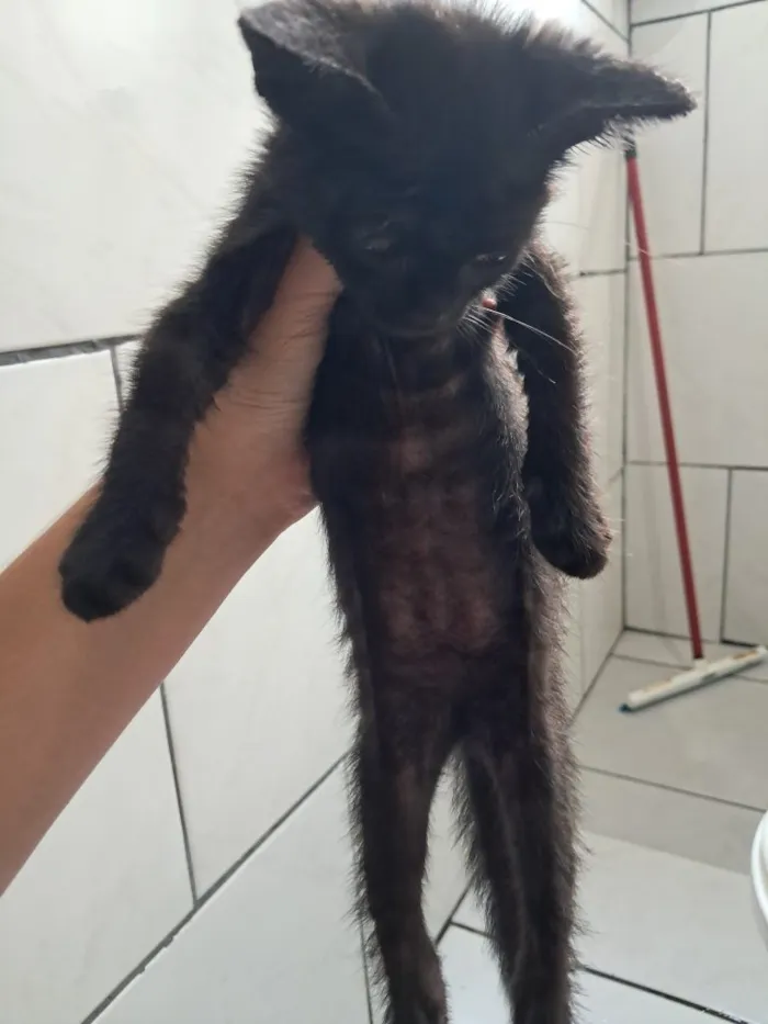 Gato raça SRD-ViraLata idade Abaixo de 2 meses nome Falar com Nathaly - Whats 12 99758-8864