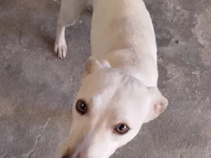 Cachorro raça SRD-ViraLata idade 1 ano nome Falar com Igor - Whats 11 96659-0414