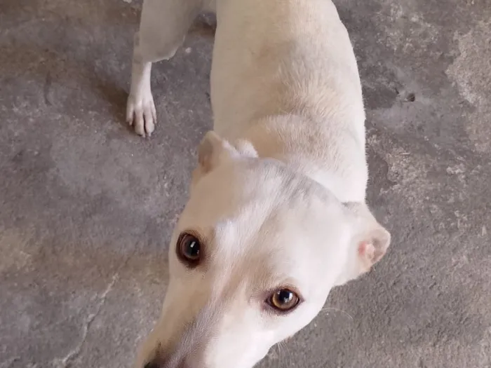 Cachorro raça SRD-ViraLata idade 1 ano nome Falar com Igor - Whats 11 96659-0414