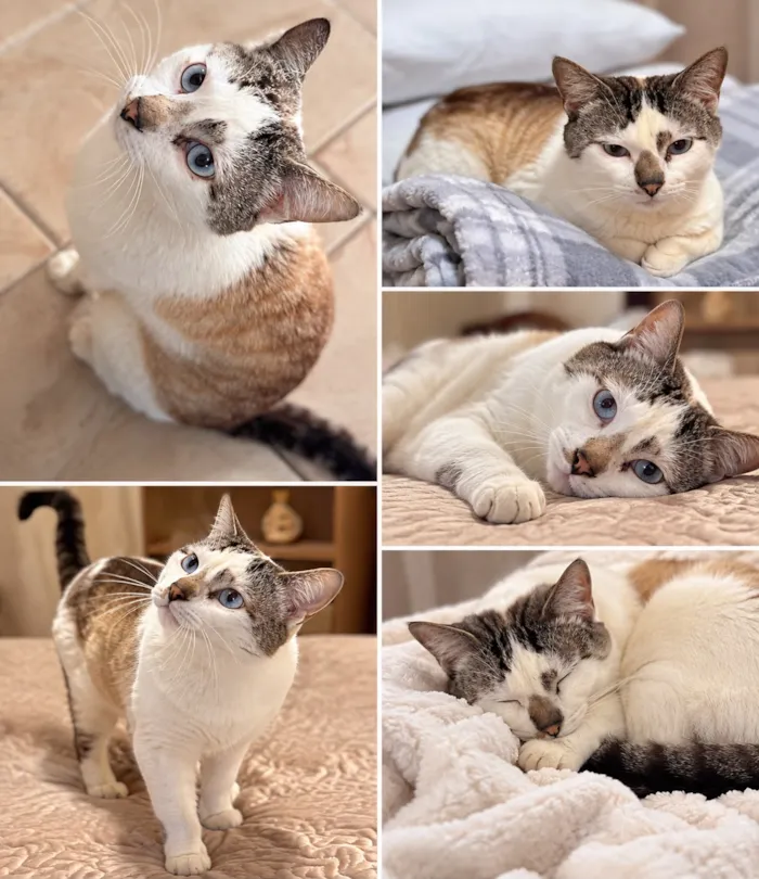 Gato raça SRD-ViraLata idade 6 ou mais anos nome Falar com Christiane - Whats 11 99620-7721
