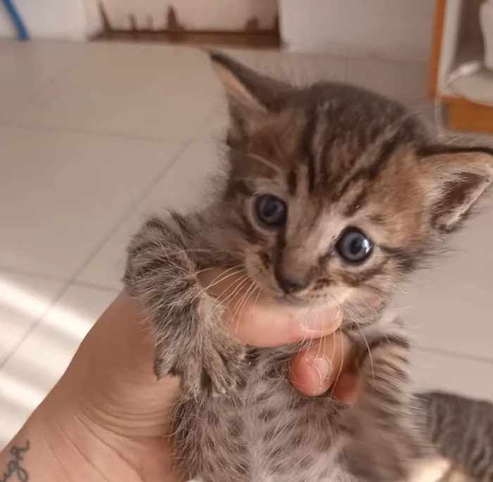 Gato raça SRD-ViraLata idade Abaixo de 2 meses nome Falar com Camila - Whats 11 99365-6209