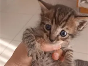 Gato raça SRD-ViraLata idade Abaixo de 2 meses nome Falar com Camila - Whats 11 99365-6209