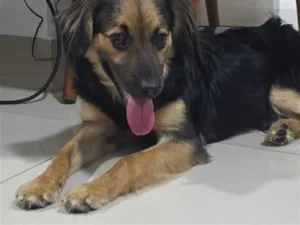 Cachorro raça SRD-ViraLata idade 7 a 11 meses nome Falar com Fernanda - Whats 11 94498-0580