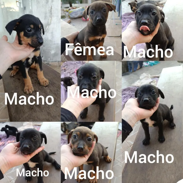 Cachorro raça SRD-ViraLata idade Abaixo de 2 meses nome sem nome 
