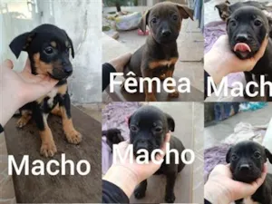 Cachorro raça SRD-ViraLata idade Abaixo de 2 meses nome sem nome 
