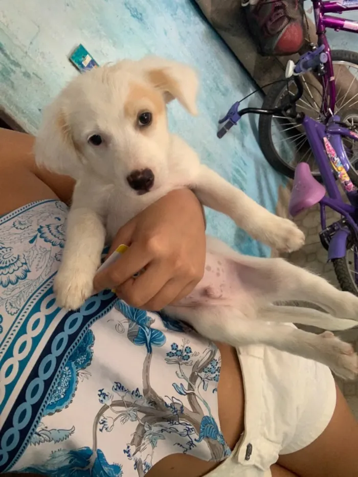 Cachorro raça SRD-ViraLata idade 2 a 6 meses nome Bili