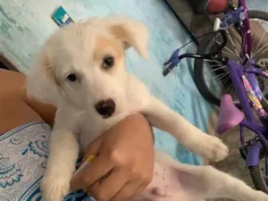 Cachorro raça SRD-ViraLata idade 2 a 6 meses nome Bili