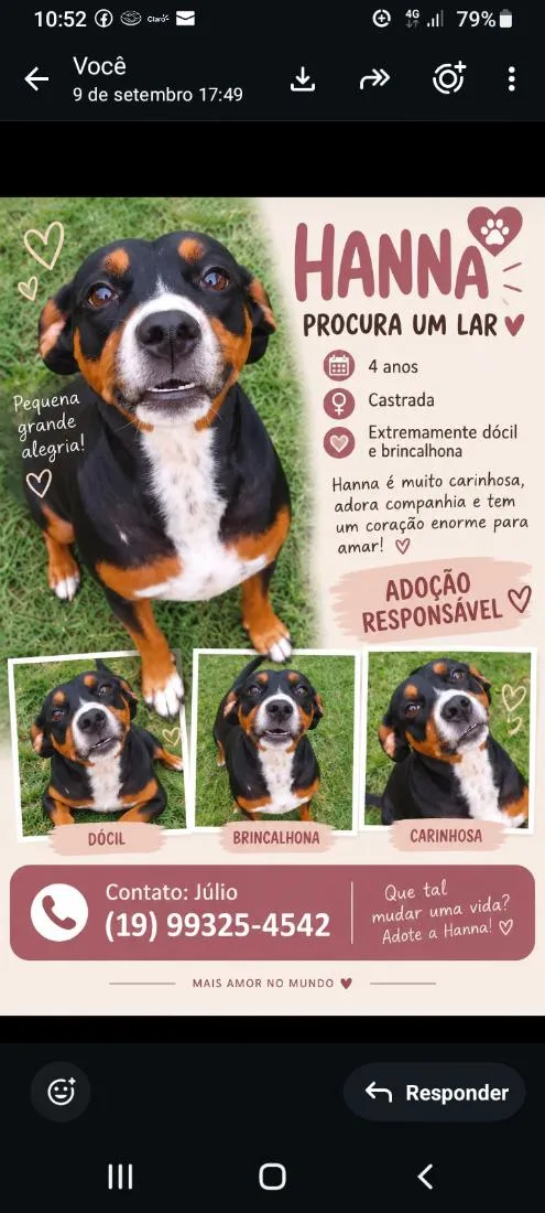 Cachorro raça SRD-ViraLata idade 4 anos nome Hanna