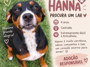 Cachorro raça SRD-ViraLata idade 4 anos nome Hanna