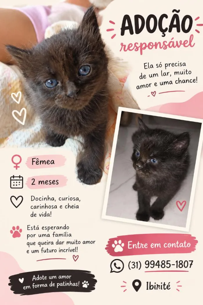 Gato raça SRD-ViraLata idade 2 a 6 meses nome Pretinha