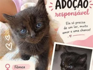 Gato raça SRD-ViraLata idade 2 a 6 meses nome Pretinha