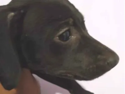 Cachorro raça Pinscher idade Abaixo de 2 meses nome Sol
