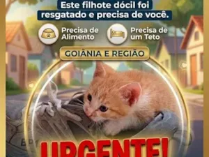 Gato raça SRD-ViraLata idade Abaixo de 2 meses nome não tem nome