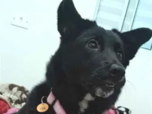 Cachorro raça SRD-ViraLata idade 7 a 11 meses nome Ellie