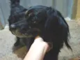 Animal perdido ou sem dono - Não sei o nome