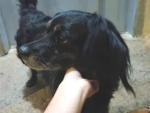 Cachorro raça SRD-ViraLata idade 6 ou mais anos nome Animal perdido ou sem dono - Não sei o nome