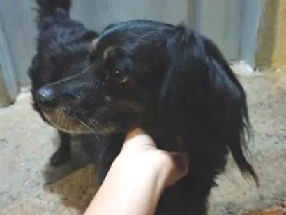 Cachorro raça SRD-ViraLata idade 6 ou mais anos nome Animal perdido ou sem dono - Não sei o nome