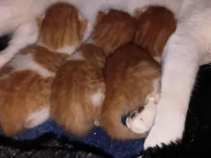 Gato raça SRD-ViraLata idade Abaixo de 2 meses nome Filhotes