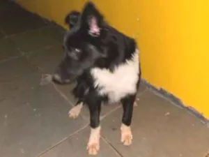 Cachorro raça Border Collie com SRD idade 2 a 6 meses nome Thor