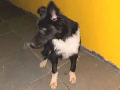 Cachorro raça Border Collie com SRD idade 2 a 6 meses nome Thor