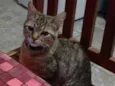 Gatinho